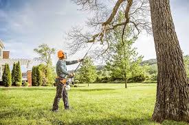 Best Firewood Processing and Delivery  in Norwood, NY