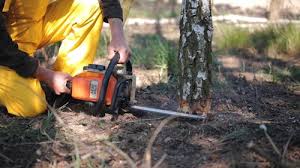 Best Lawn Dethatching  in Norwood, NY