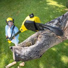 Best Tree Maintenance Programs  in Norwood, NY