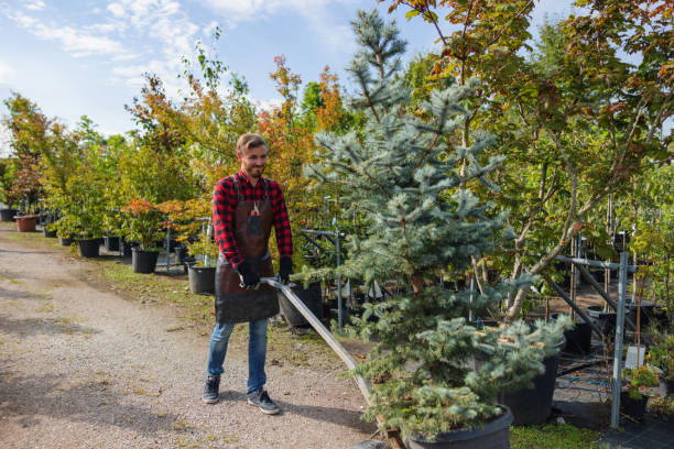 Best Tree Removal  in Norwood, NY