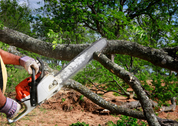 Best Tree Mulching  in Norwood, NY